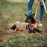 Adorable dog wearing a striped dress and bandana, lying on grass outdoors with leash.